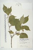 四照花藏品圖，第1張