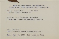 假東風菜藏品圖，第2張