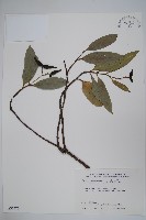 小錦蘭藏品圖，第1張