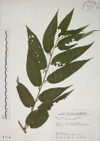 山黃麻藏品圖，第1張