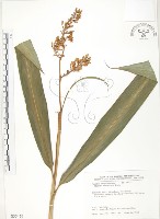 呂宋月桃藏品圖，第1張