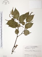 風藤藏品圖，第1張