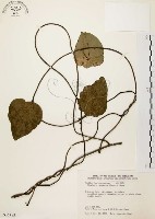 千金藤、金線吊烏龜藏品圖，第1張