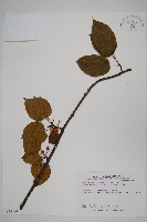 腺齒獼猴桃藏品圖，第1張