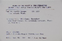 鐵冬青藏品圖，第2張