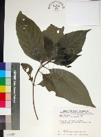 薄葉玉心花藏品圖，第1張