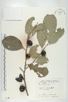 黃心柿藏品圖，第1張