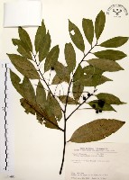 墨點櫻桃、黑星櫻藏品圖，第1張