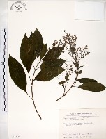 水金京藏品圖，第1張