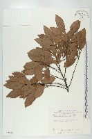 杜英、山杜英、蘭嶼杜英藏品圖，第1張