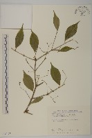 大丁黃藏品圖，第1張