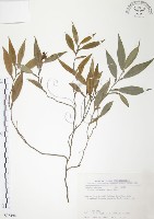 柚葉藤藏品圖，第1張