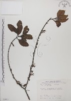 蓮華池桑寄生藏品圖，第1張