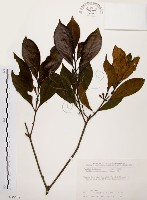 茜草樹藏品圖，第1張