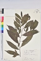 密花五月茶藏品圖，第1張