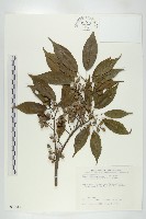 薯豆藏品圖，第1張