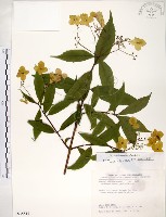 華八仙藏品圖，第1張