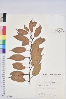 赤柯、赤椆、森氏櫟藏品圖，第1張