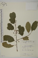 南華南蛇藤，青江藤藏品圖，第1張