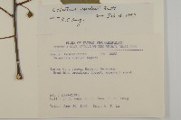 南華南蛇藤，青江藤藏品圖，第2張