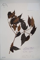 玉山糯米樹、狹葉糯米樹藏品圖，第1張