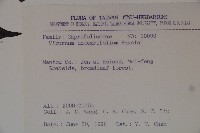 玉山糯米樹、狹葉糯米樹藏品圖，第2張