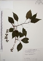 阿里山五味子藏品圖，第1張