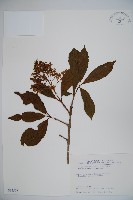 珊瑚樹藏品圖，第1張