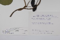 大葉馬兜鈴藏品圖，第2張