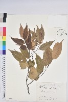 長尾栲、長尾柯、長尾尖葉櫧藏品圖，第1張