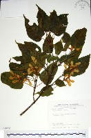 尖葉槭藏品圖，第1張