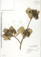 蘭嶼樹杞、蘭嶼紫金牛藏品圖，第1張