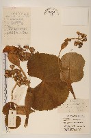 黃毛橐吾藏品圖，第1張