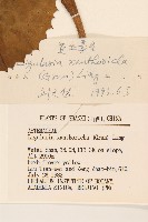 黃毛橐吾藏品圖，第3張