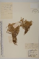 興安繁縷藏品圖，第1張