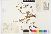 疏齒銀蓮花藏品圖，第1張