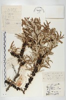 醋柳藏品圖，第1張