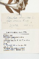 醋柳藏品圖，第3張