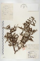 醋柳藏品圖，第1張