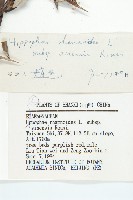 醋柳藏品圖，第3張