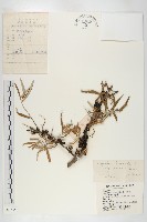 醋柳藏品圖，第1張