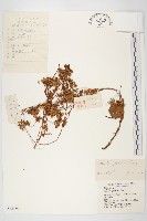 日本菟絲子藏品圖，第1張