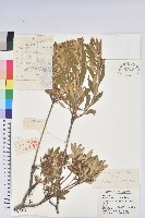 照白杜鵑藏品圖，第1張