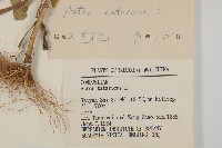 紫菀藏品圖，第3張