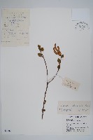 堅樺藏品圖，第1張