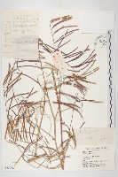 垂果南芥菜藏品圖，第1張