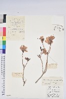 迎紅杜鵑藏品圖，第1張