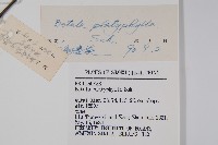 白樺、粉樺、臭樺藏品圖，第2張