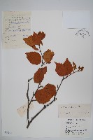 糙皮樺藏品圖，第1張