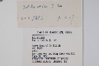 糙皮樺藏品圖，第2張